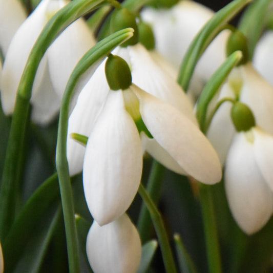 Galanthus Bertram Anderson