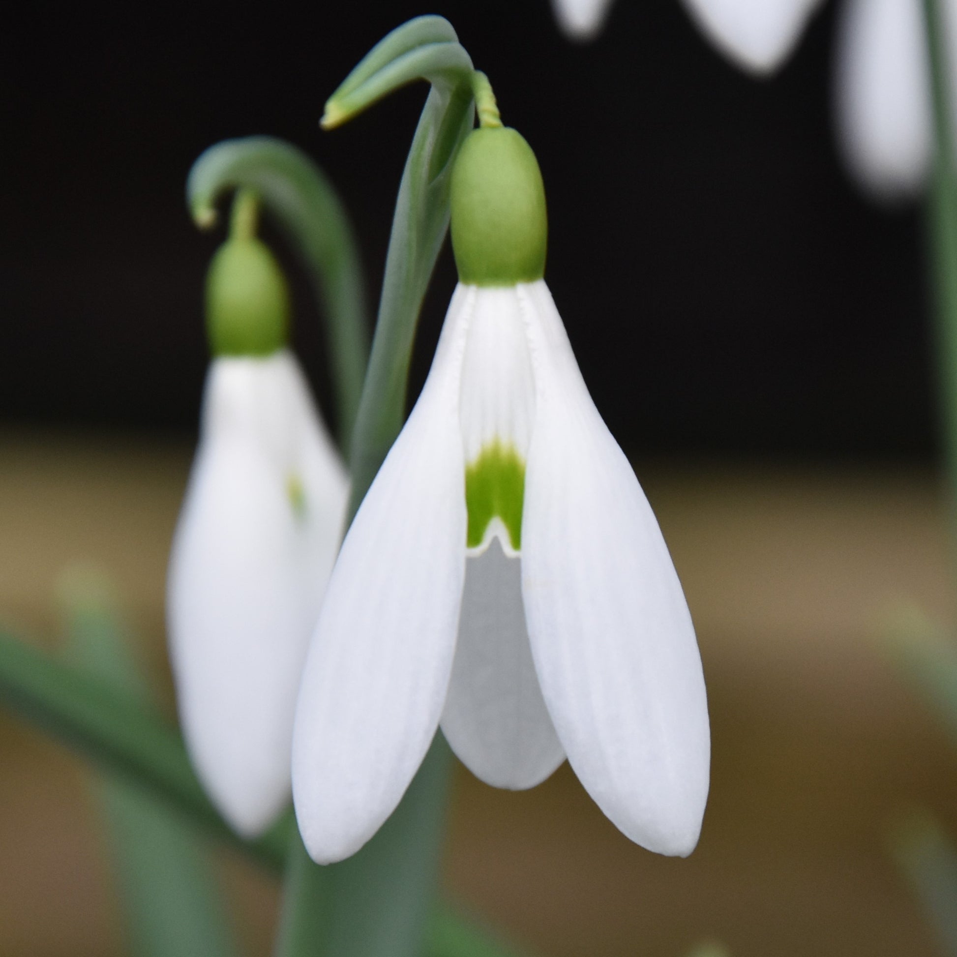 Galanthus Atkinsii