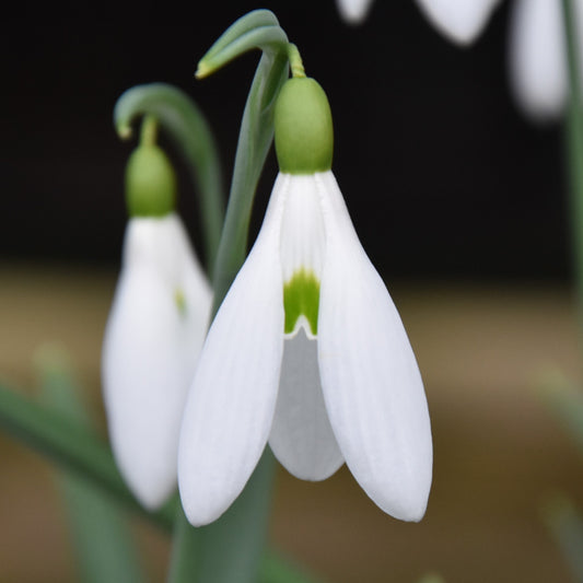 Galanthus Atkinsii