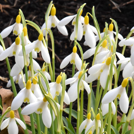 Galanthus Dick's Early Yellow