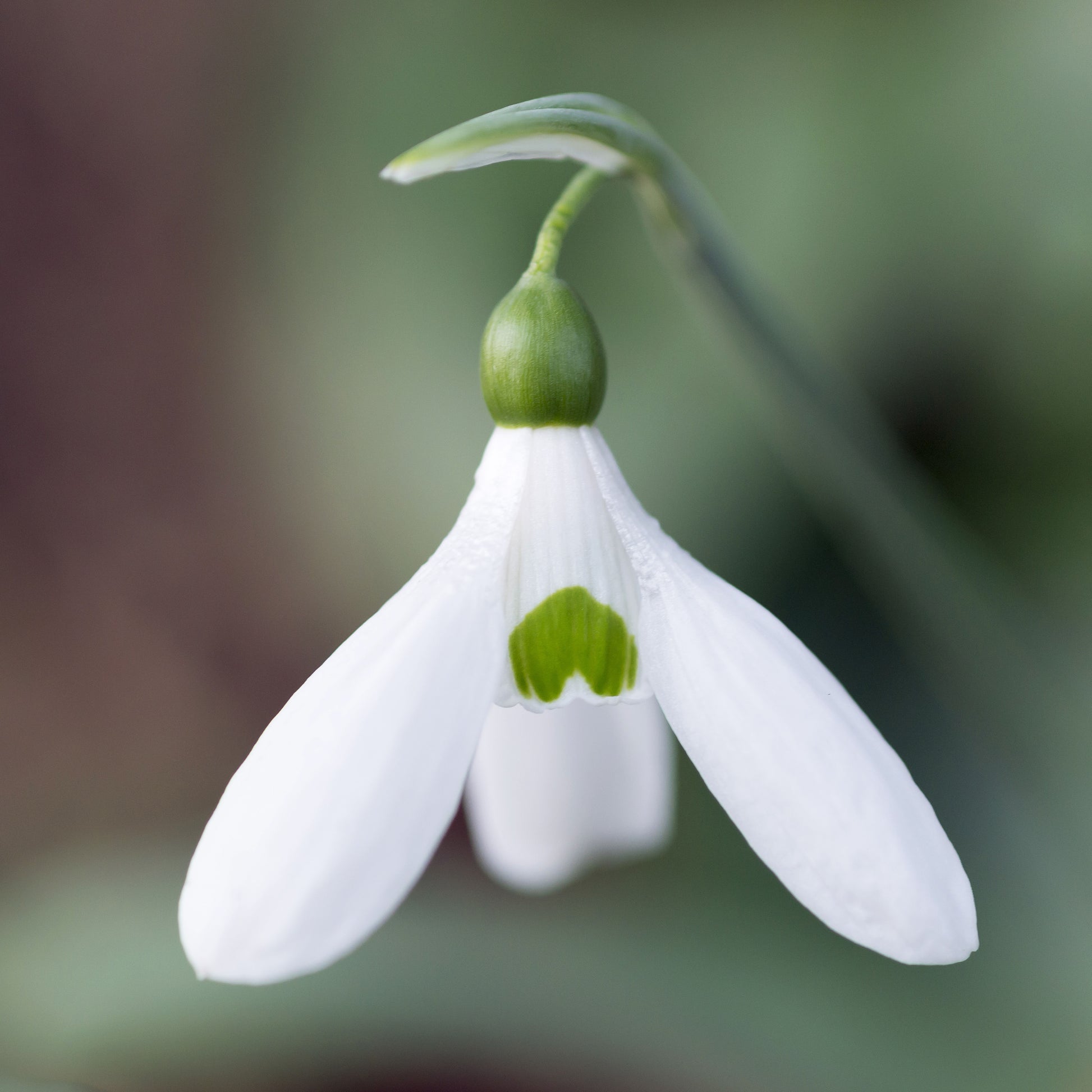 Galanthus Comet