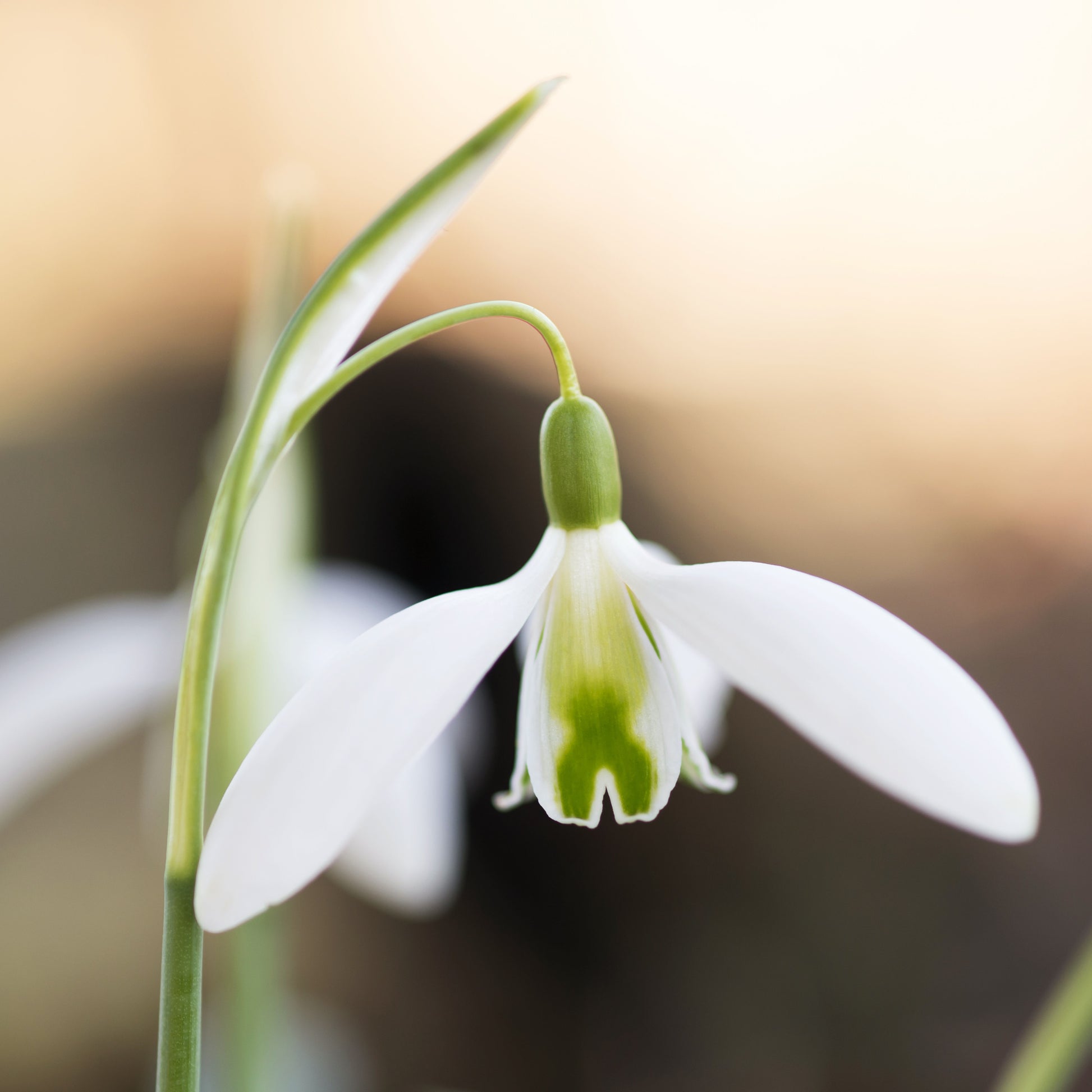 Galanthus Curly
