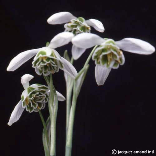 Galanthus Dionysus