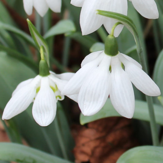 Galanthus Godfrey Owen