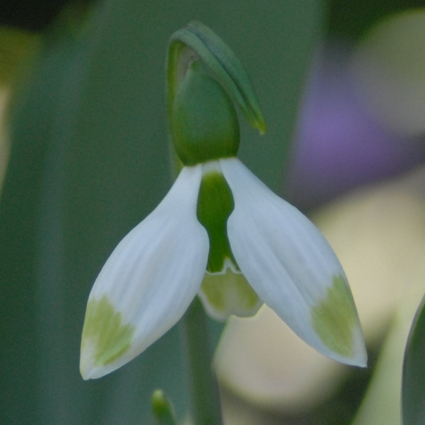 Galanthus Green Brush
