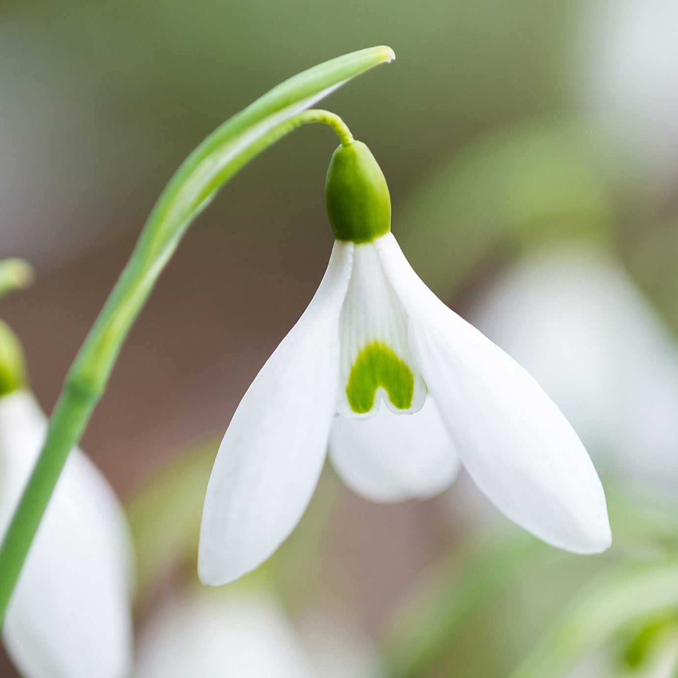 Galanthus James Backhouse