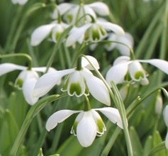 Galanthus Hippolyta