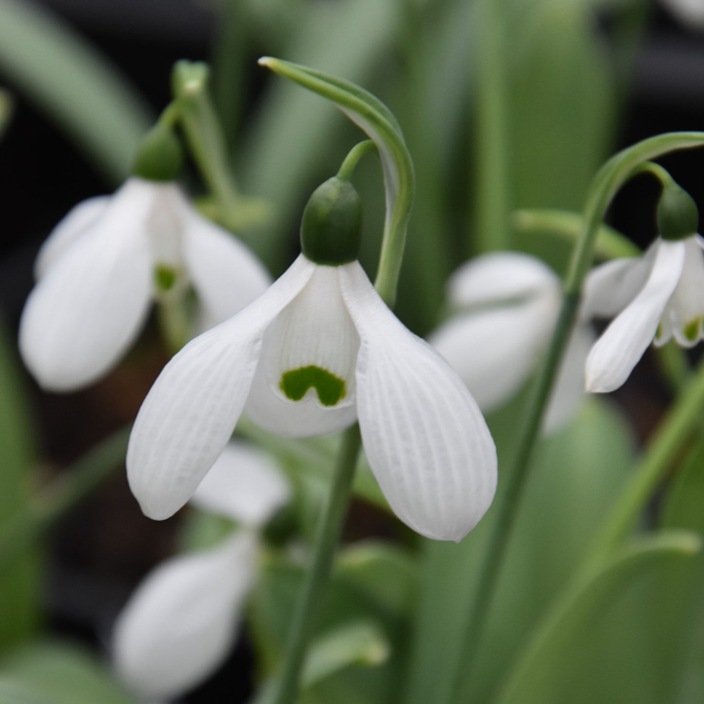 Galanthus elwesii var. monostictus 'Ludwig van Beethoven'