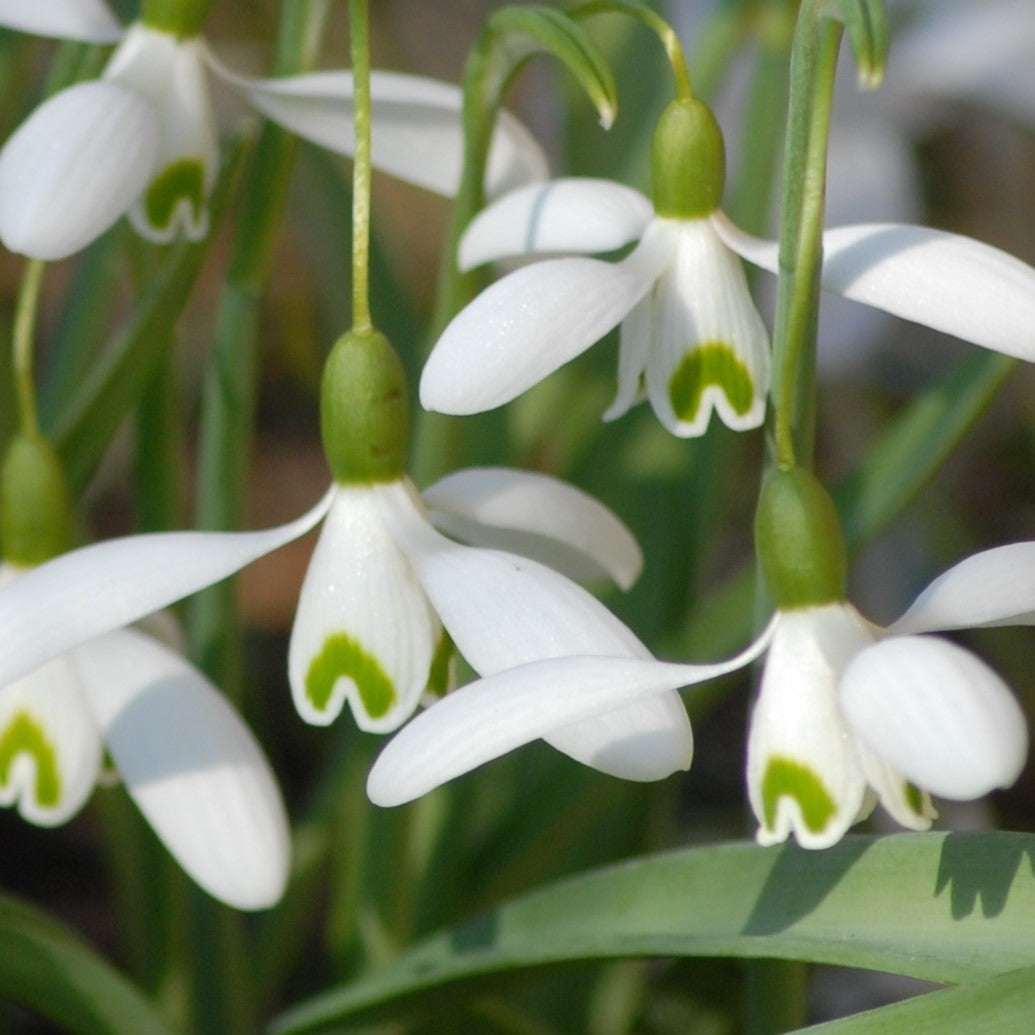 Galanthus Magnet