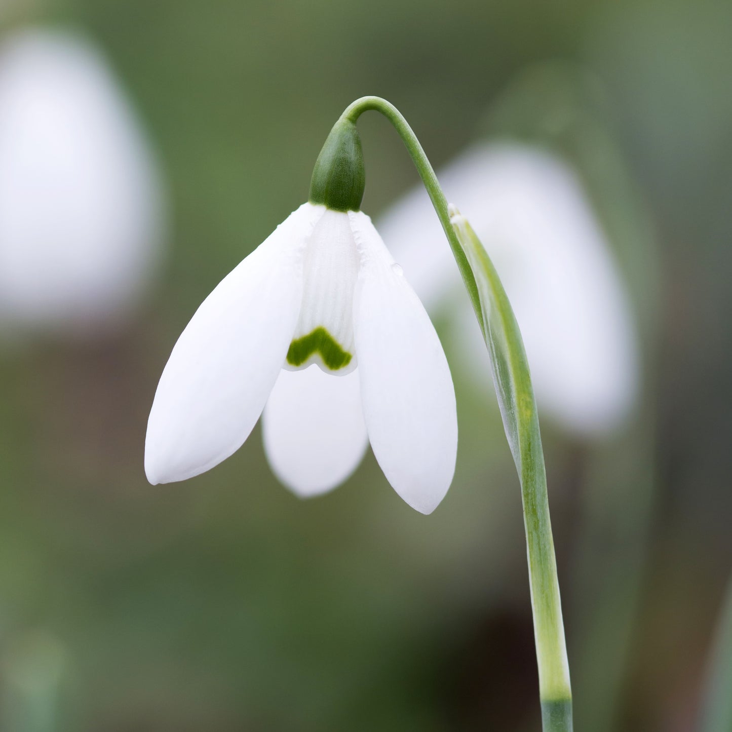 Galanthus elwesii 'Mrs Macnamara'.