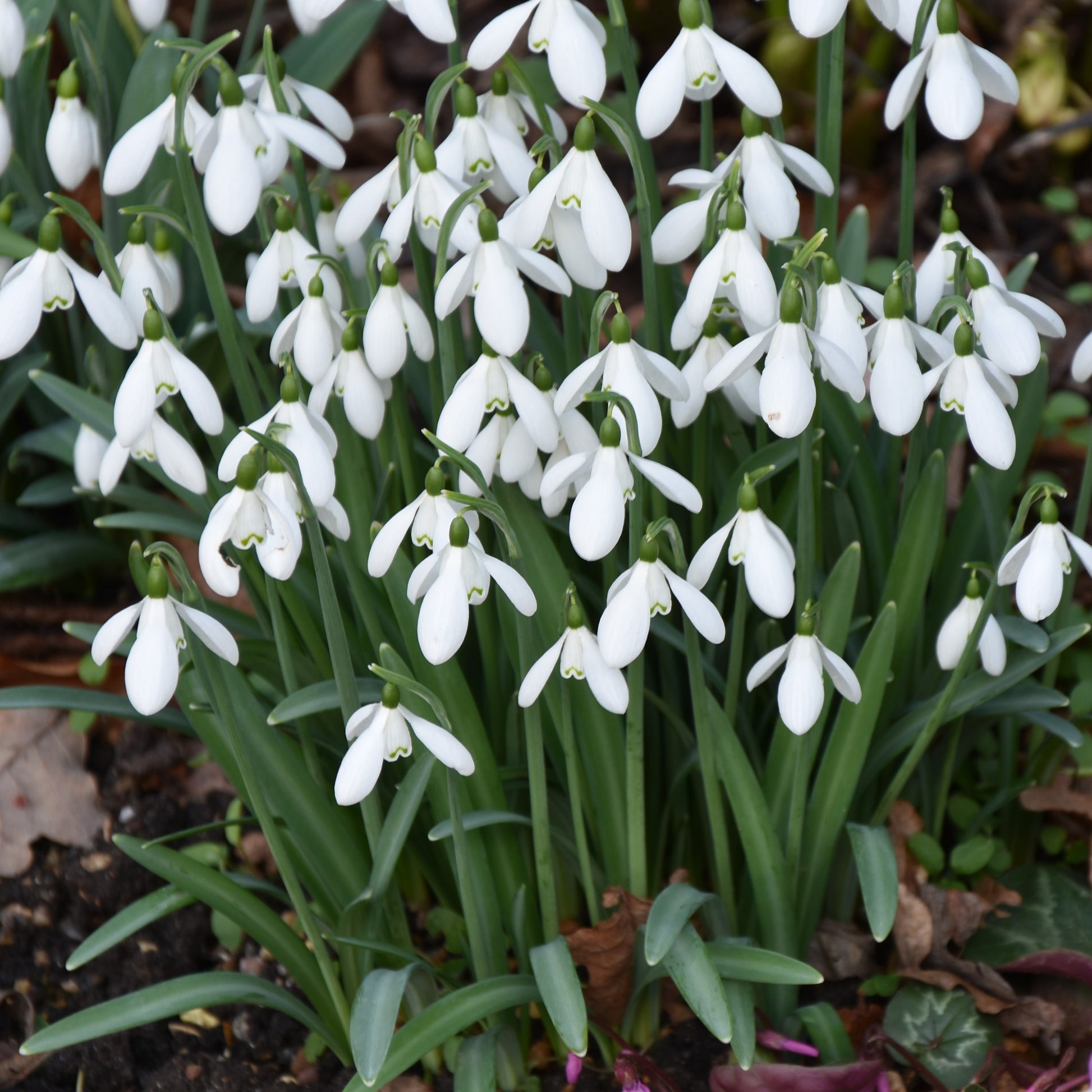 Galanthus nivalis