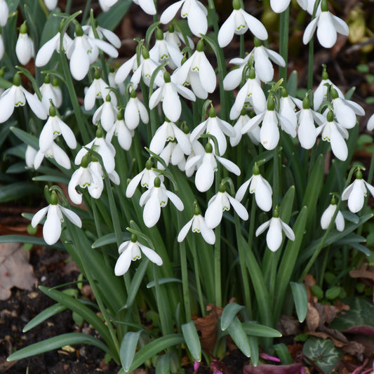 Galanthus nivalis