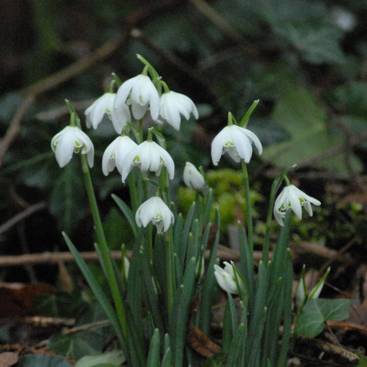 Galanthus nivalis 'Flore Pleno'