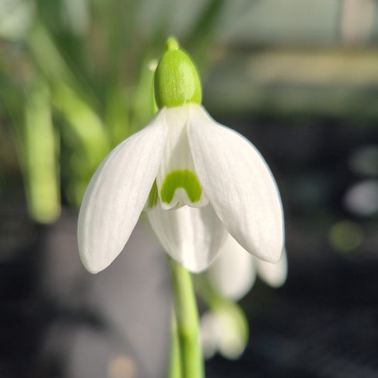 Galanthus nivalis 'White Dream'