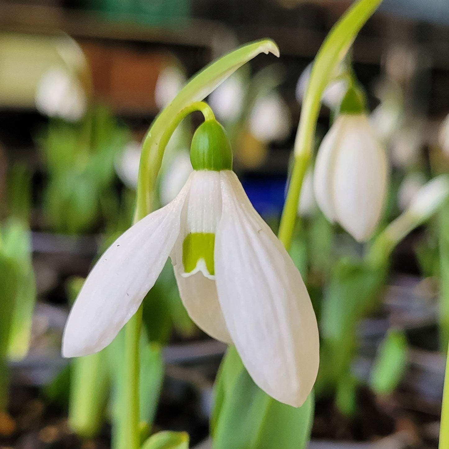 Galanthus elwesii 'Mt Everest'