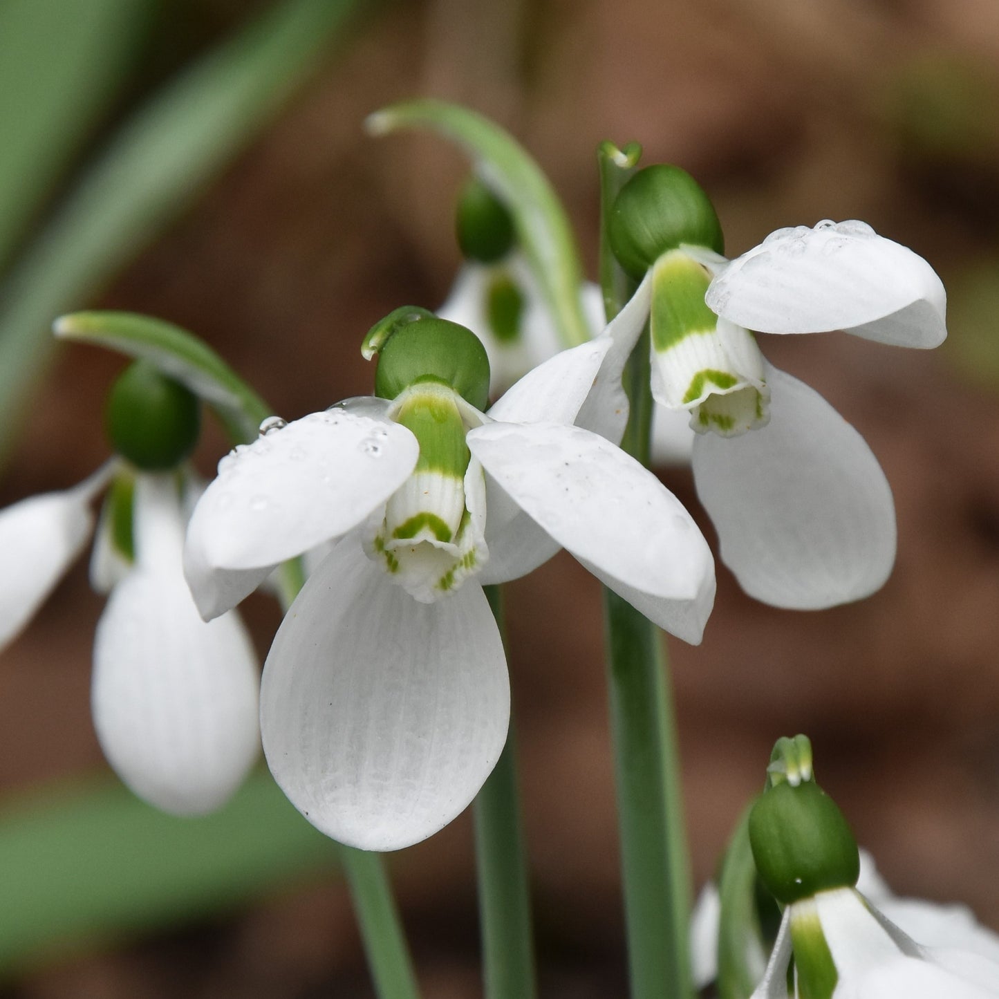 Galanthus elwesii 'Polar Bear'