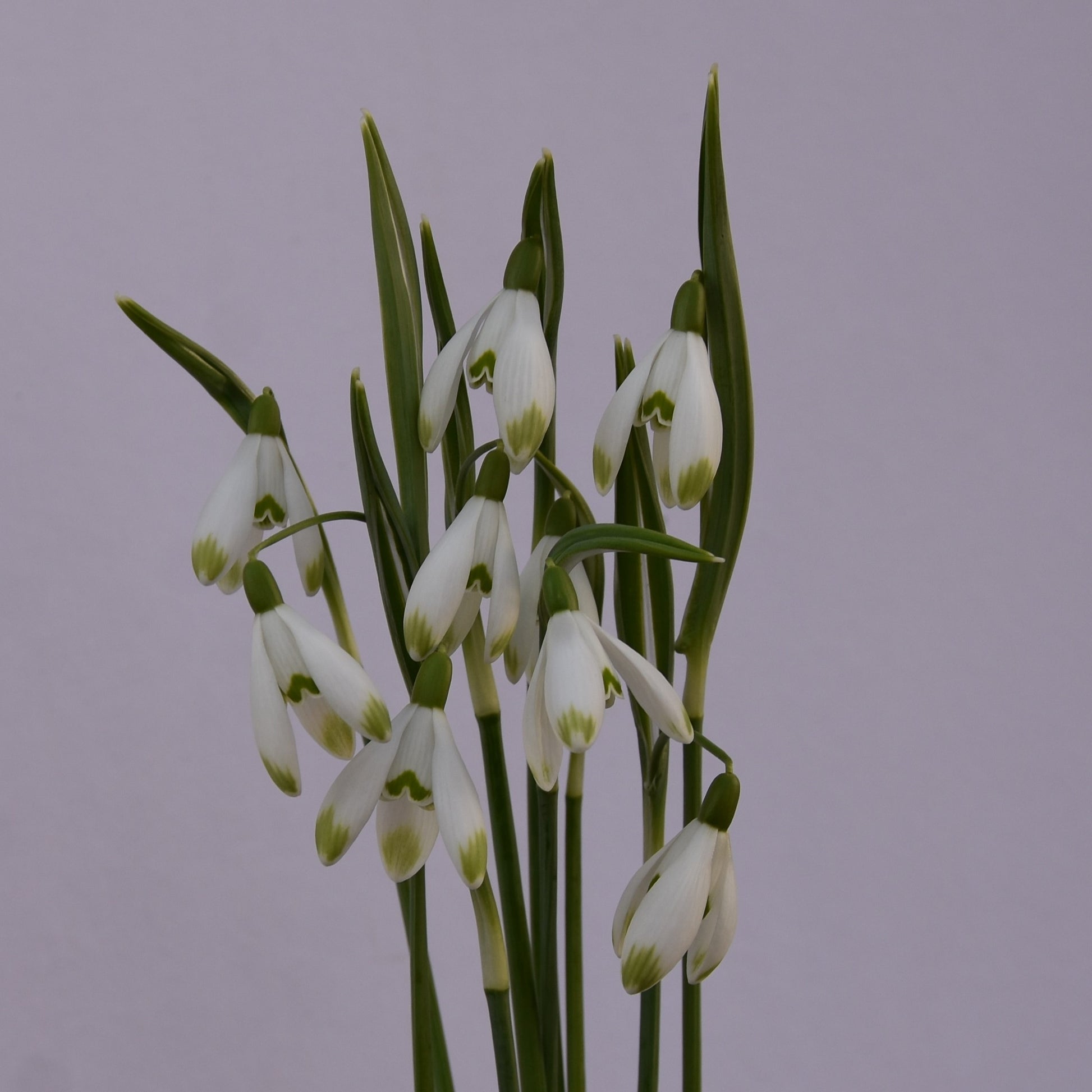 Galanthus nivalis 'Viridapice'