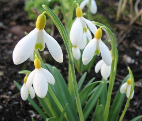 Galanthus Primrose Warburg