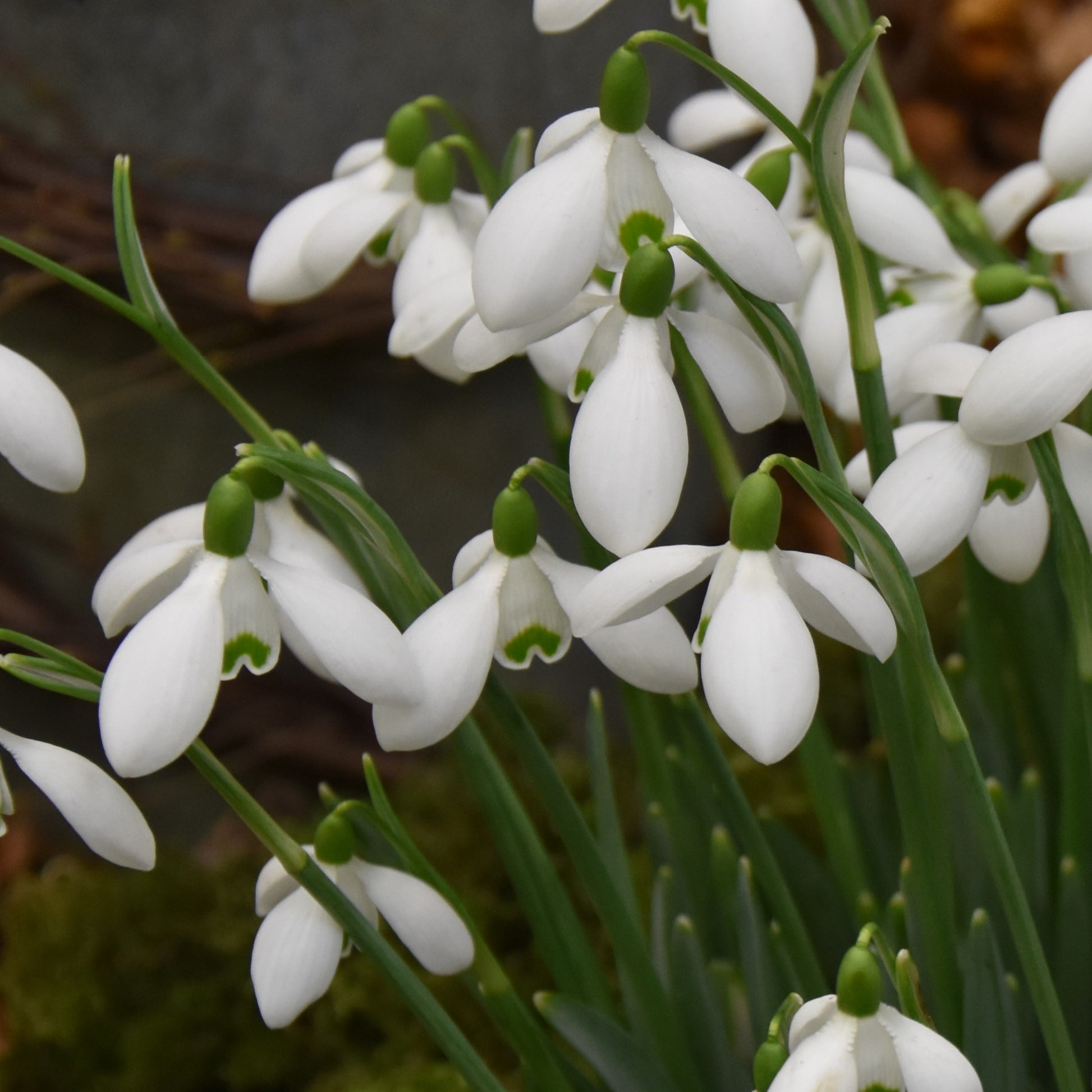 Galanthus S. Arnott