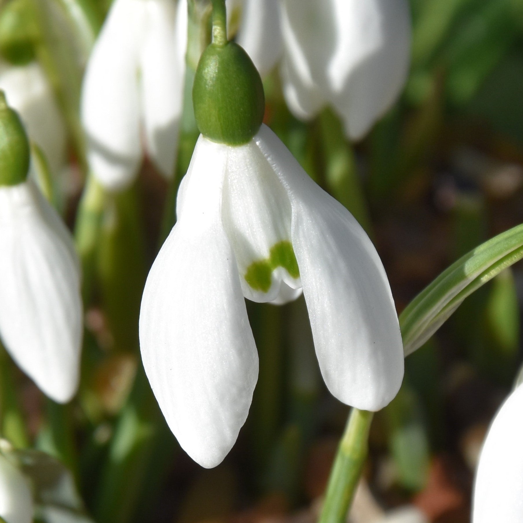 Galanthus x valentinei