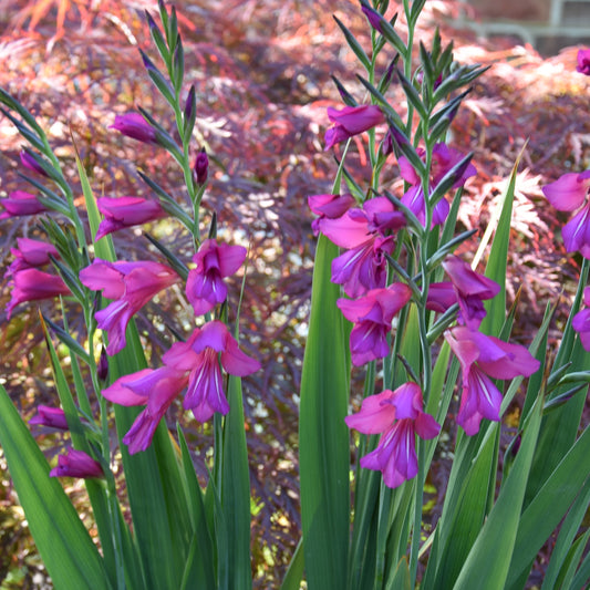 Gladiolus byzantinus