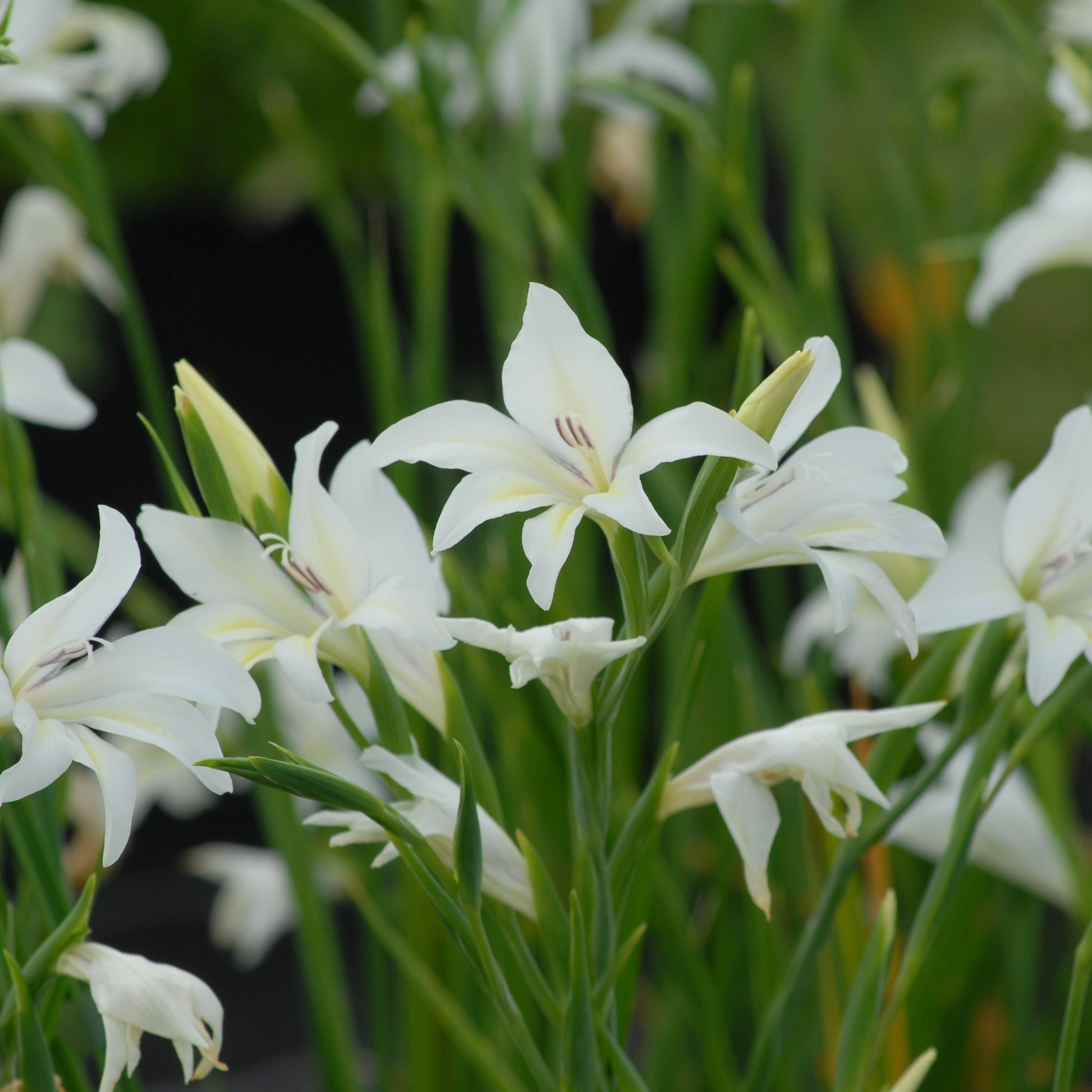 Gladiolus colvilii 'The Bride'
