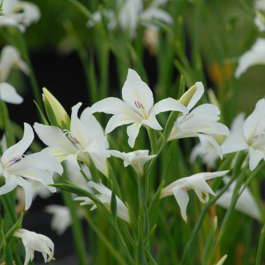 Gladiolus colvilii 'The Bride'
