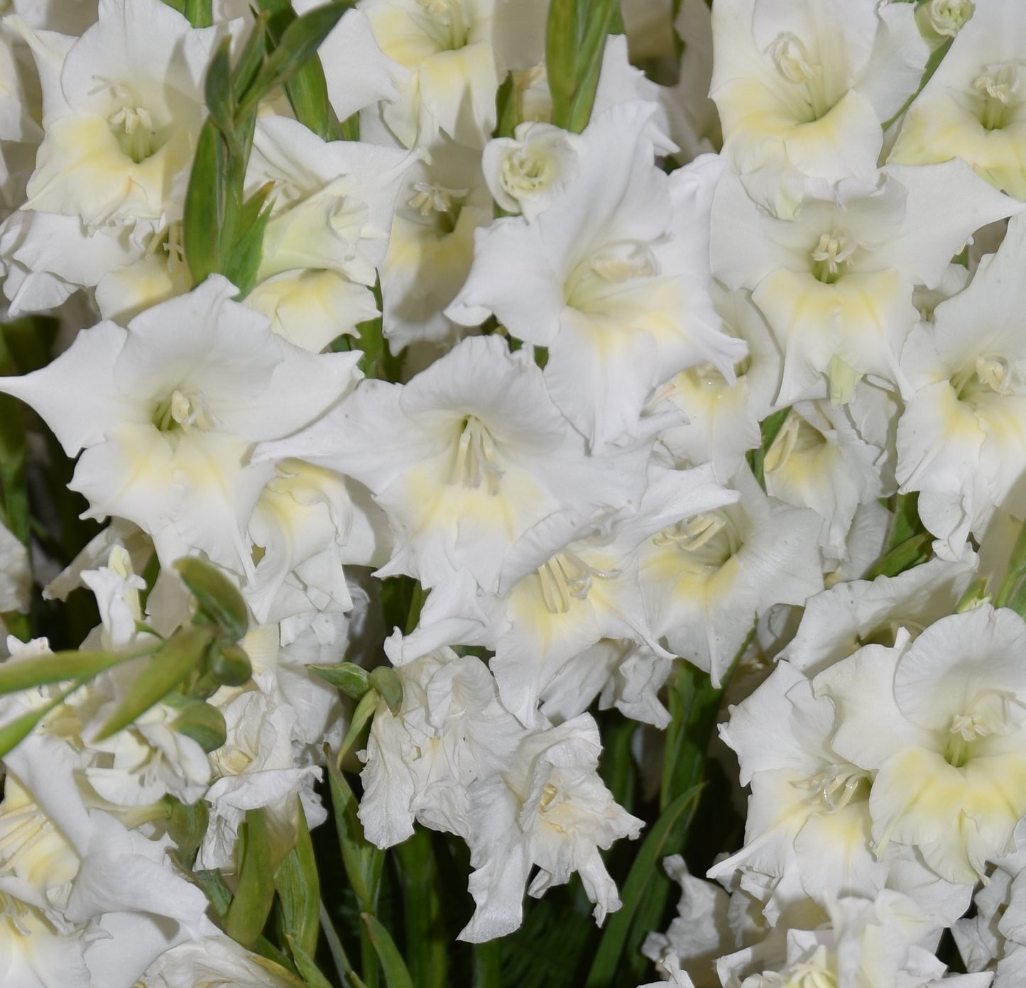 Gladiolus colvilii 'Summer Bride'