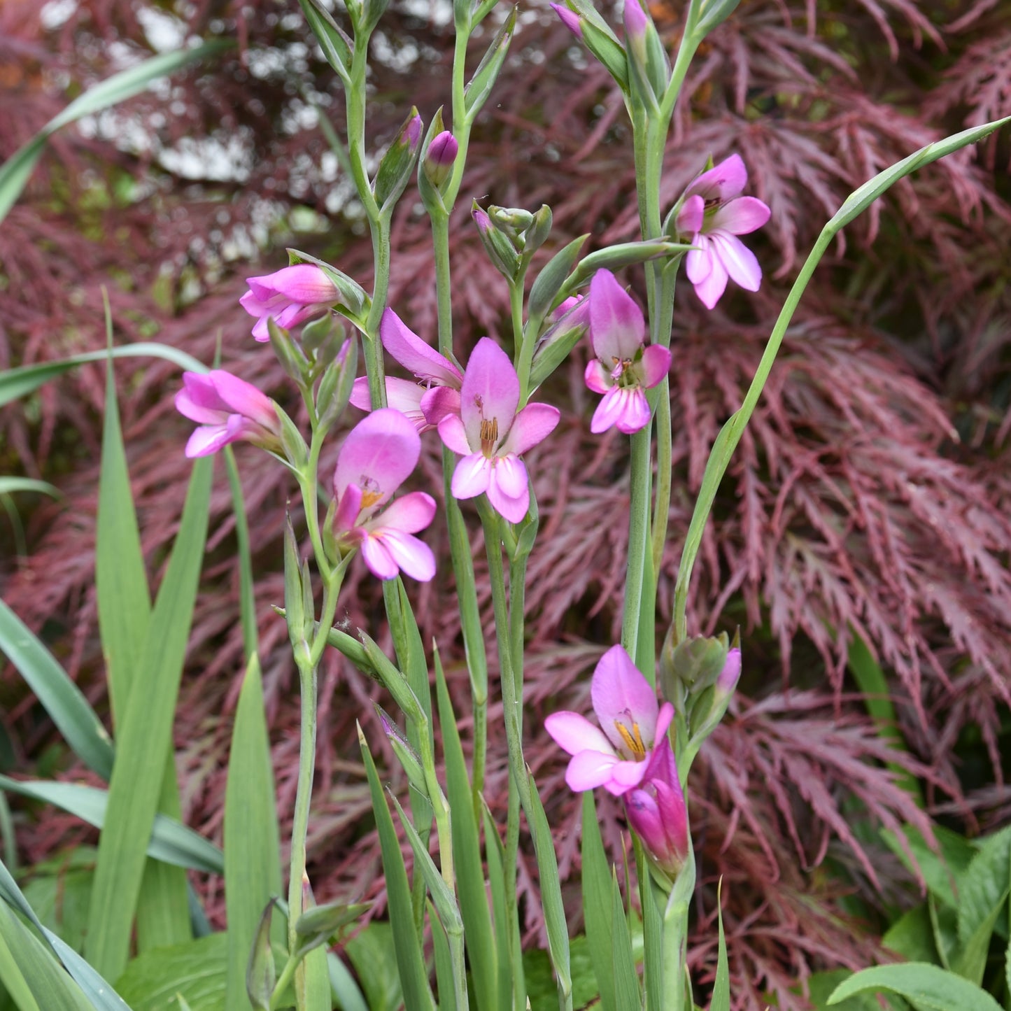 Gladiolus communis ssp. byzantinus