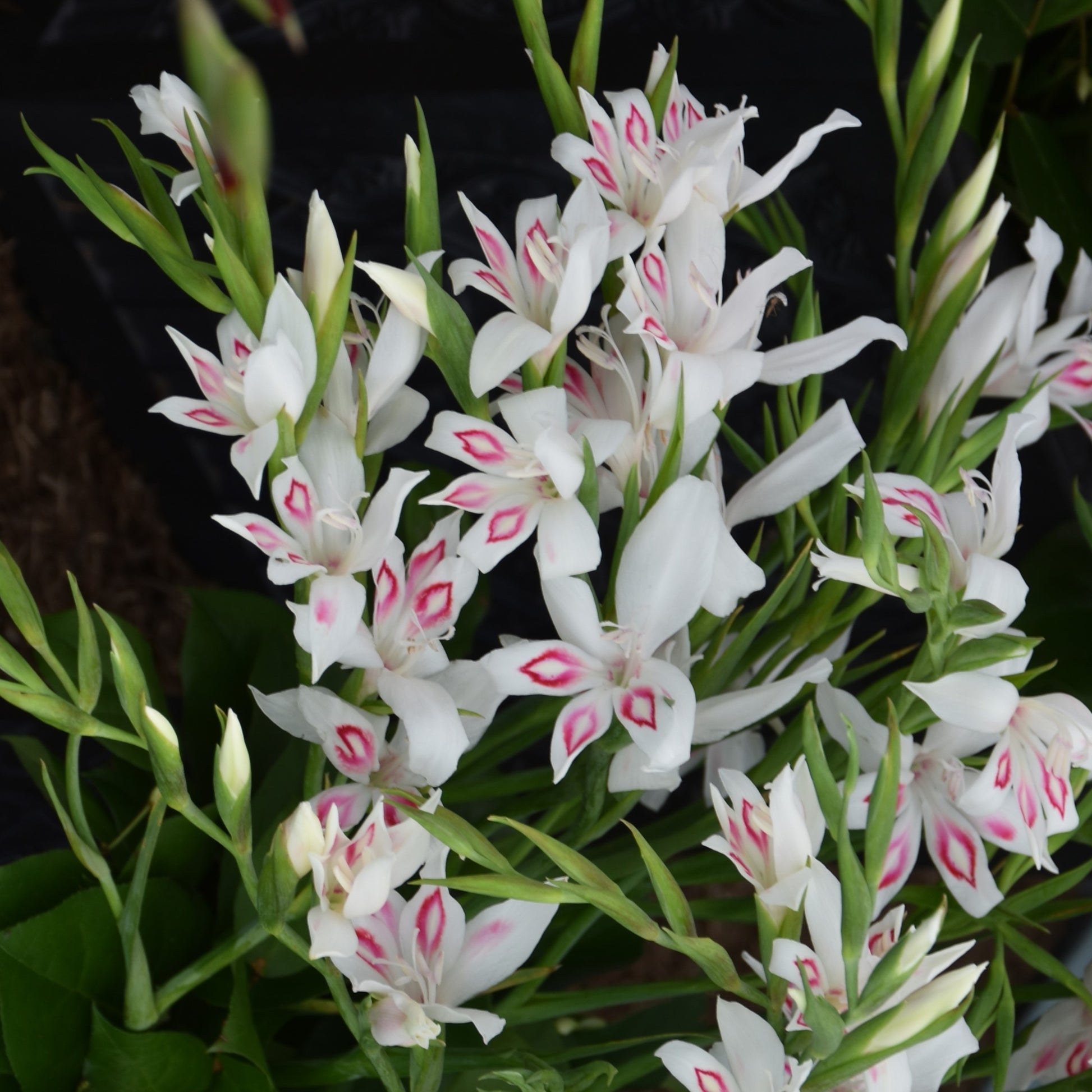 Gladiolus nanus 'Nymph'