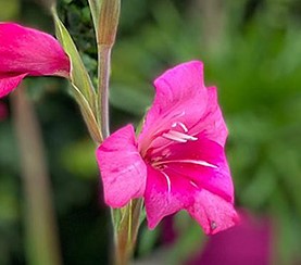 Gladiolus colvilii 'Summer Jewel'