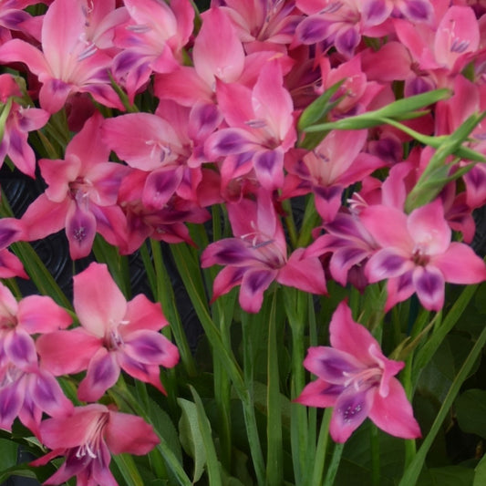 Gladiolus ramosus 'Vulcano'