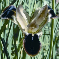 Hermodactylus tuberosus