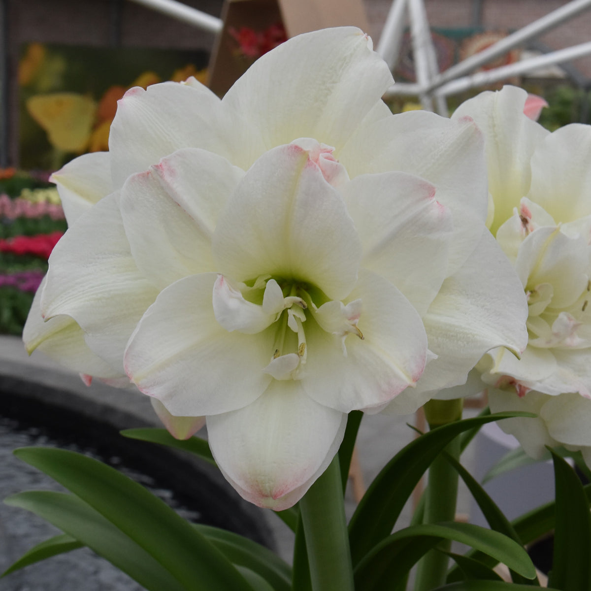 Hippeastrum Amadeus Candy XL 40/42