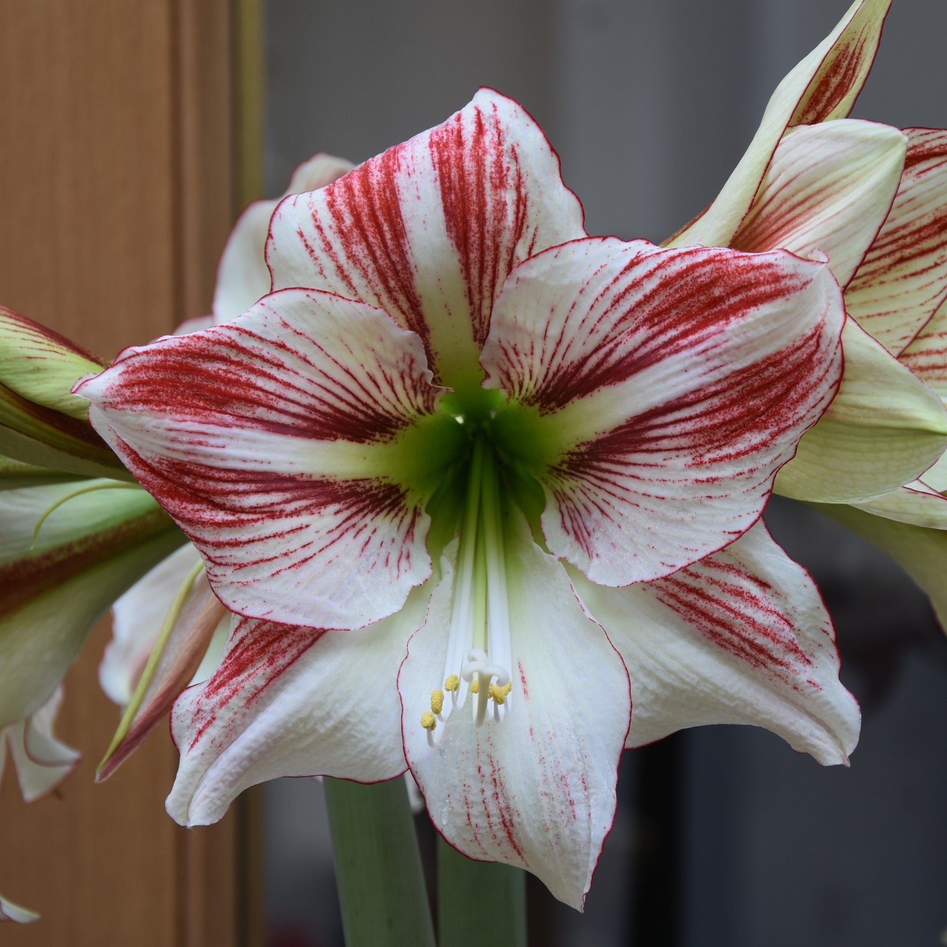 Hippeastrum Ambience