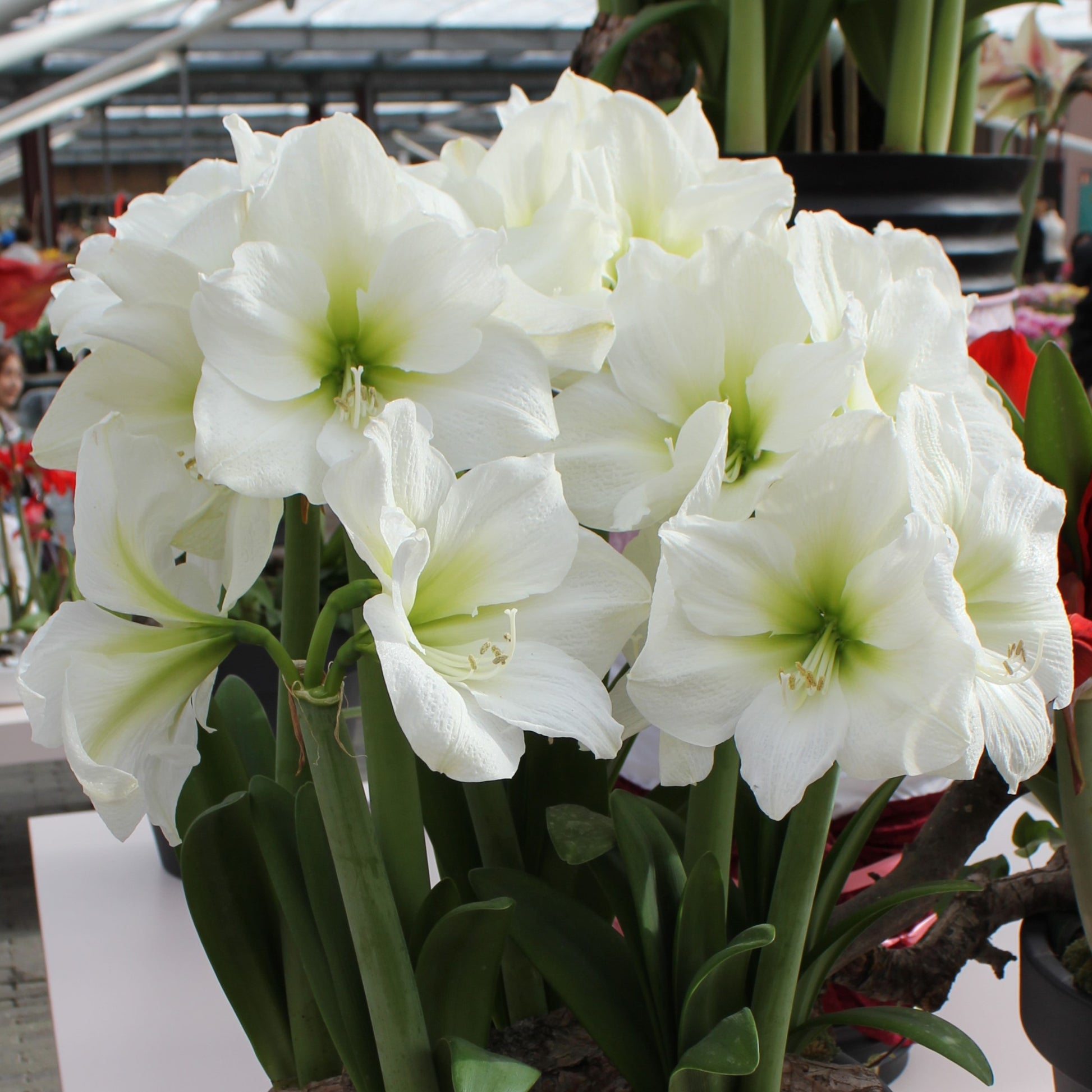 Hippeastrum Antarctica