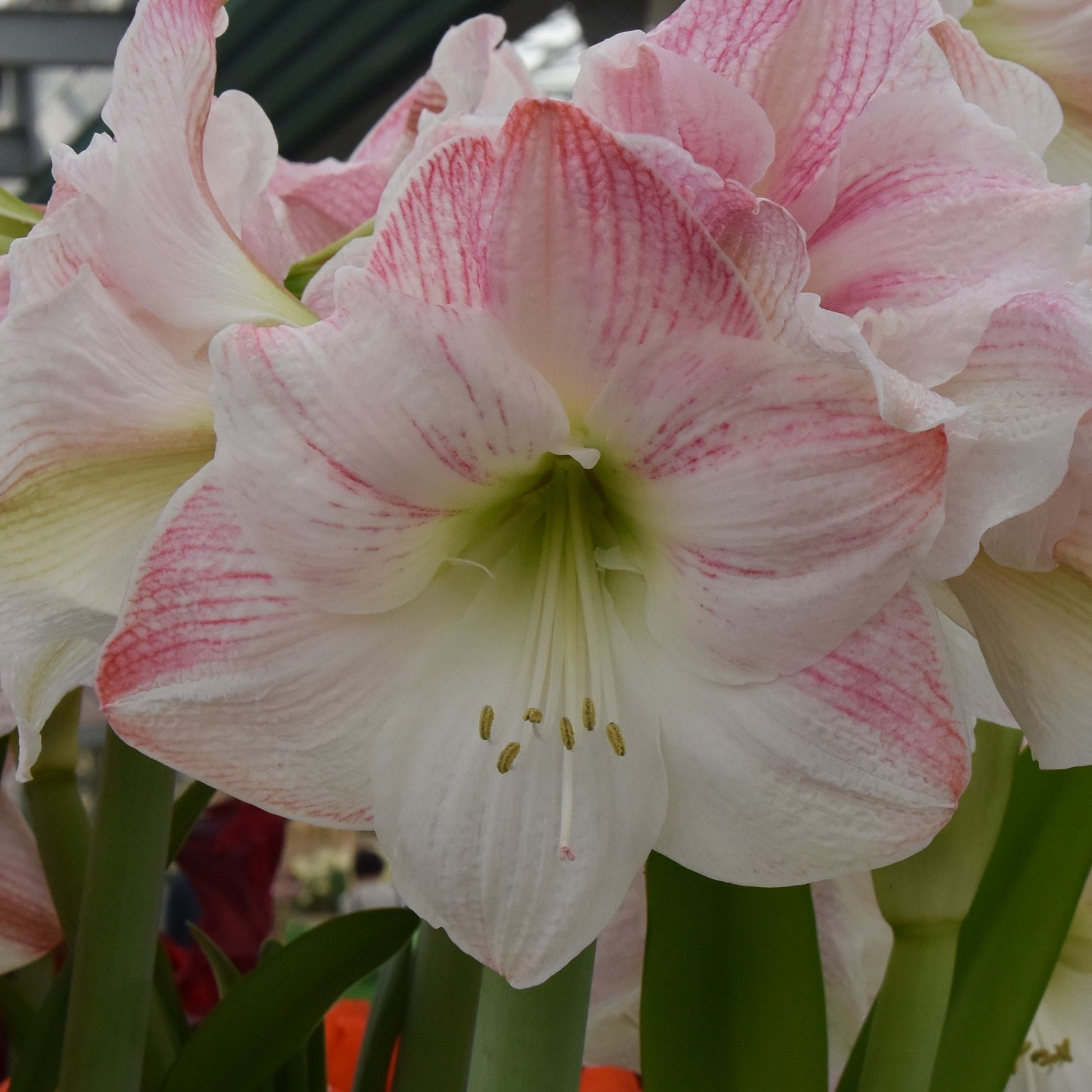 Hippeastrum Appleblossom