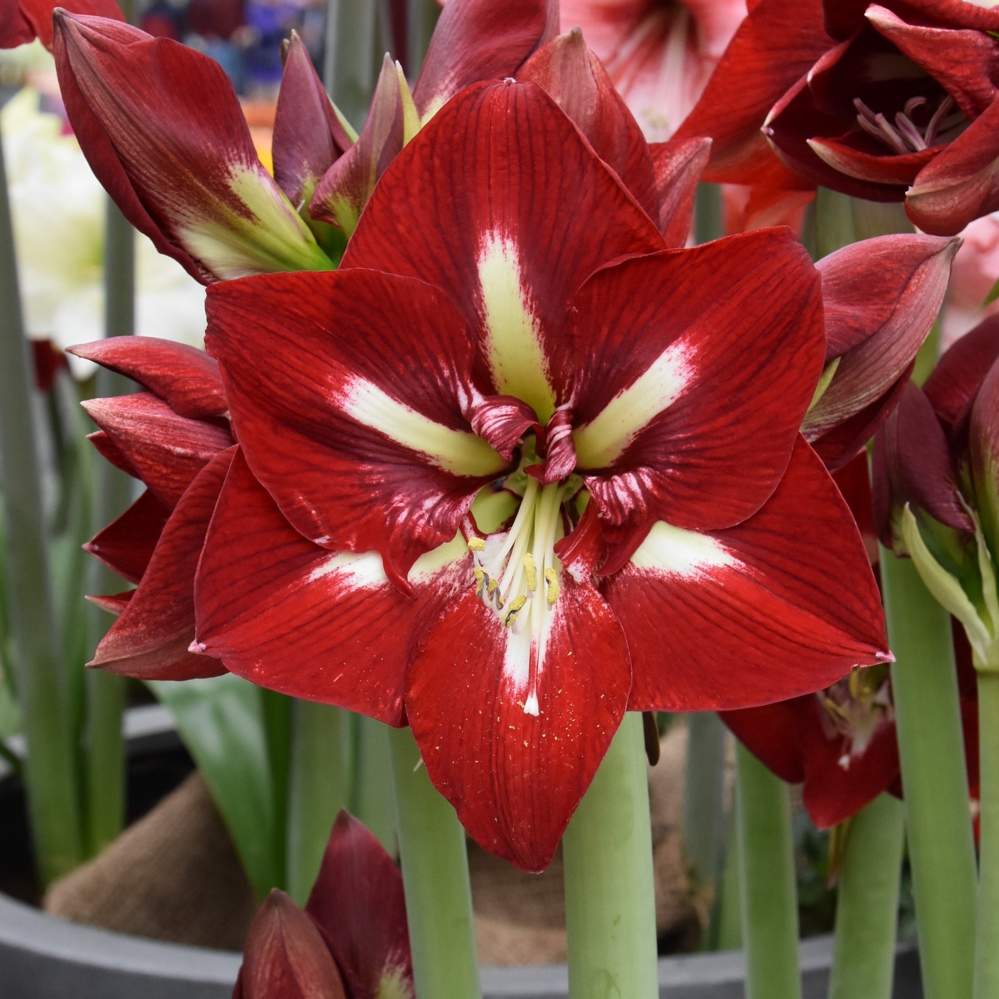 Hippeastrum Barbados