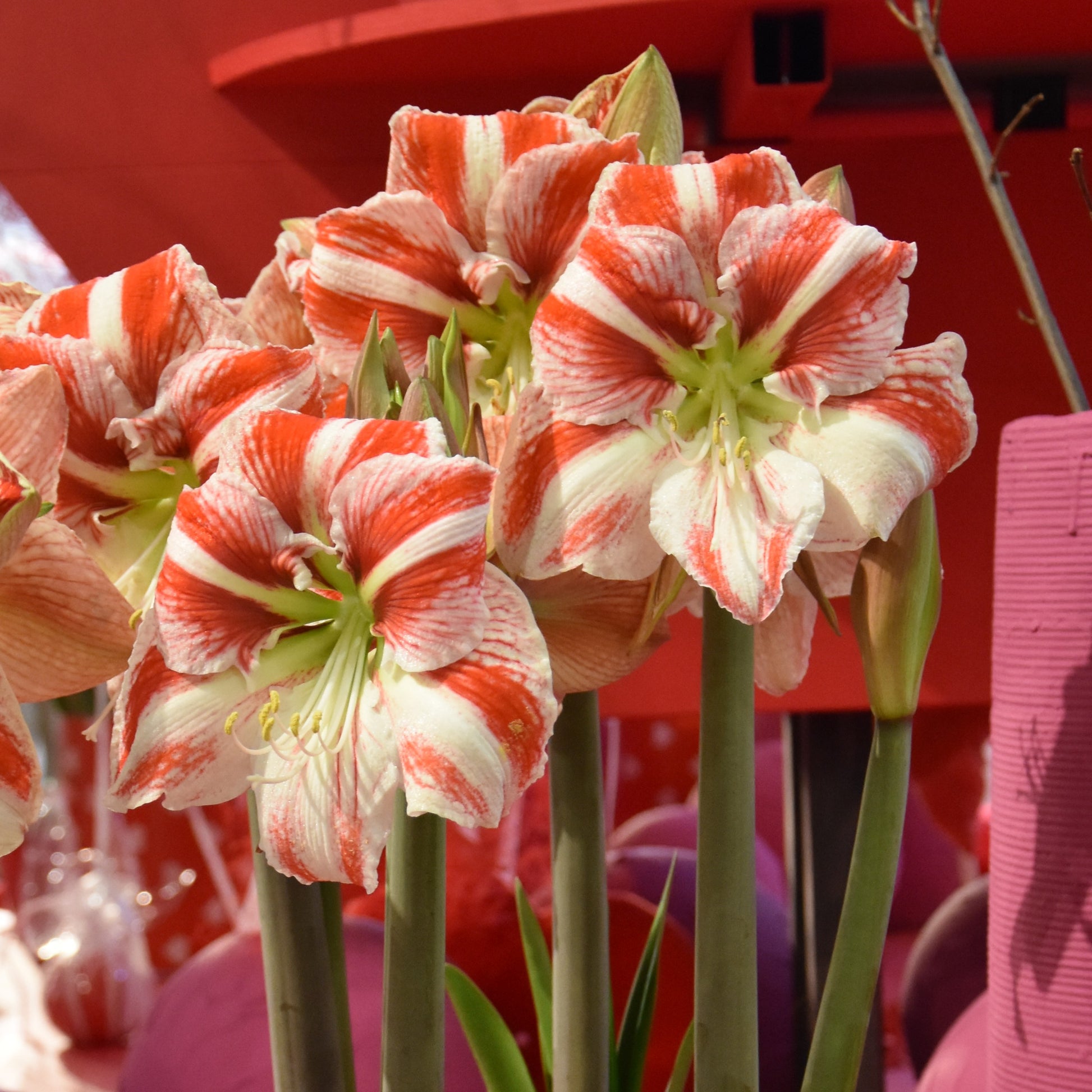 Hippeastrum Clown