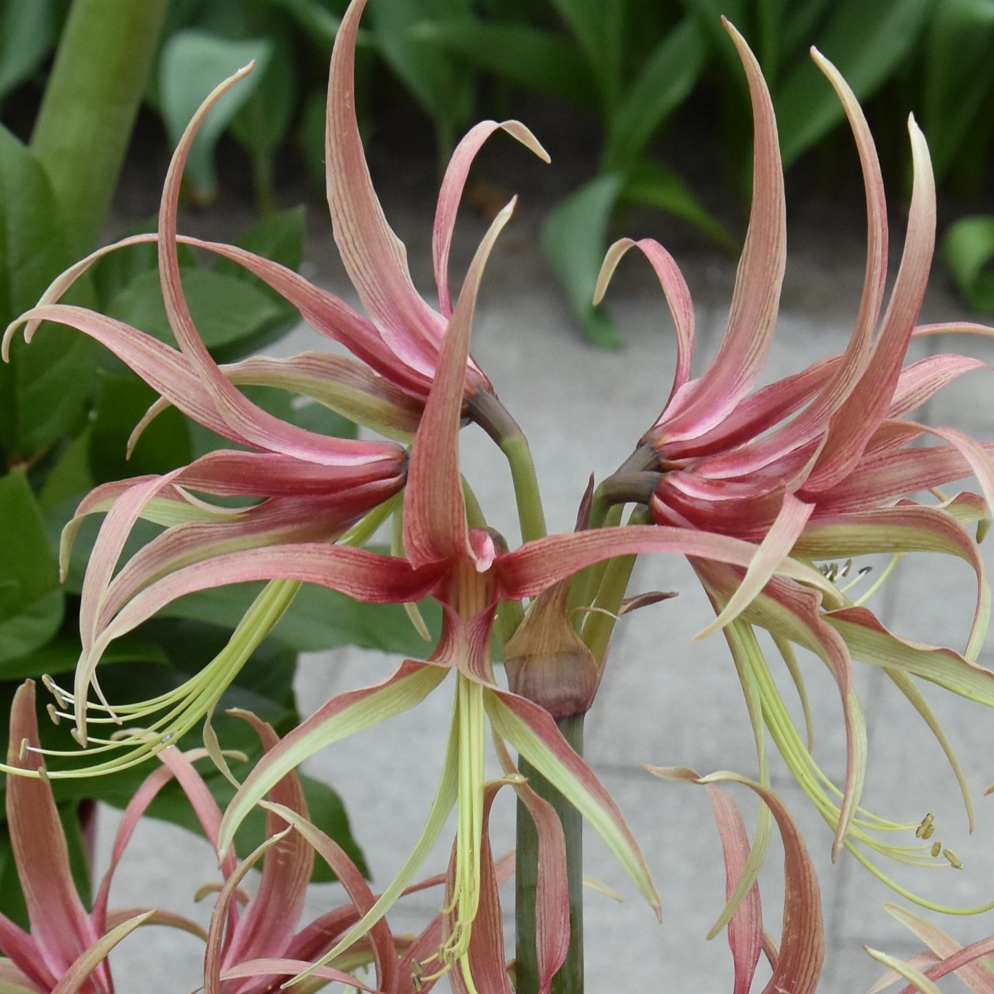Hippeastrum Chico