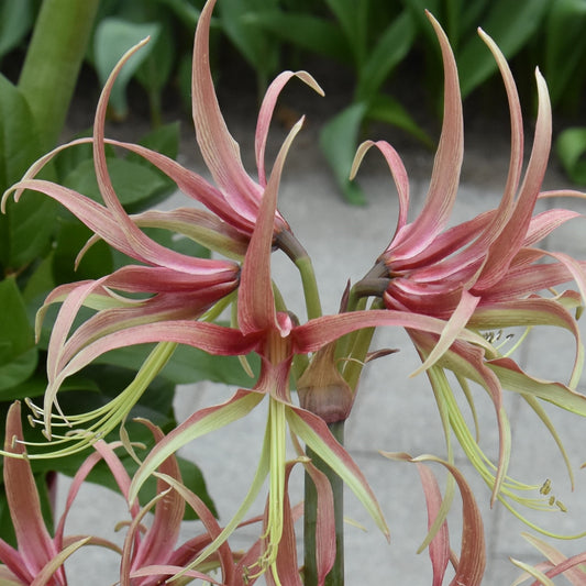 Hippeastrum Chico