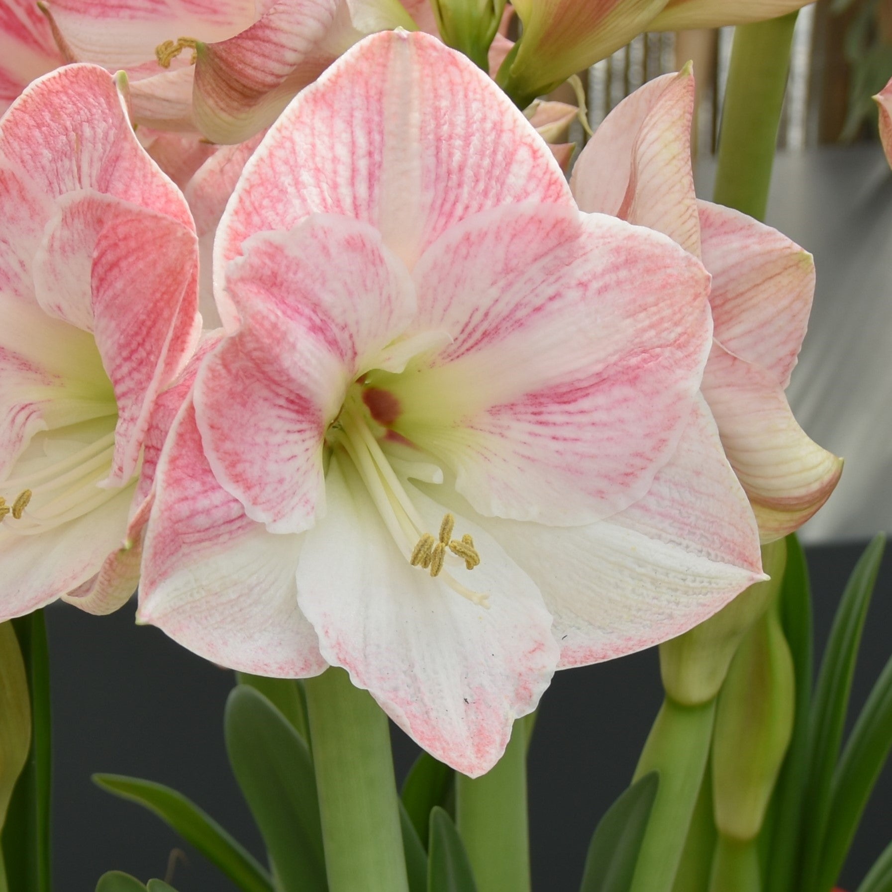 Hippeastrum Cherry Blossom