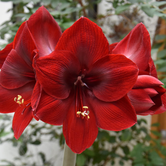 Hippeastrum Ferrari