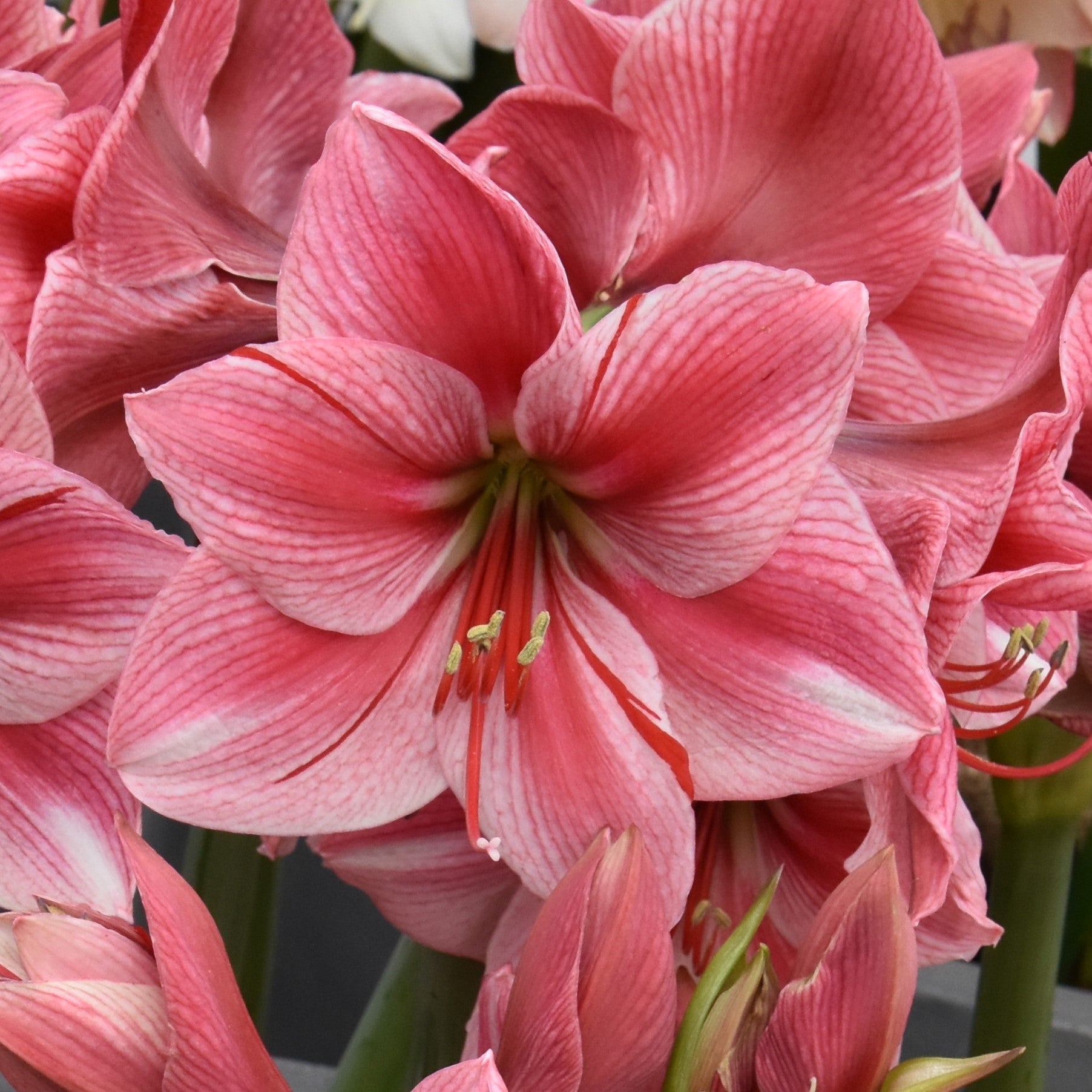 Hippeastrum Gervase