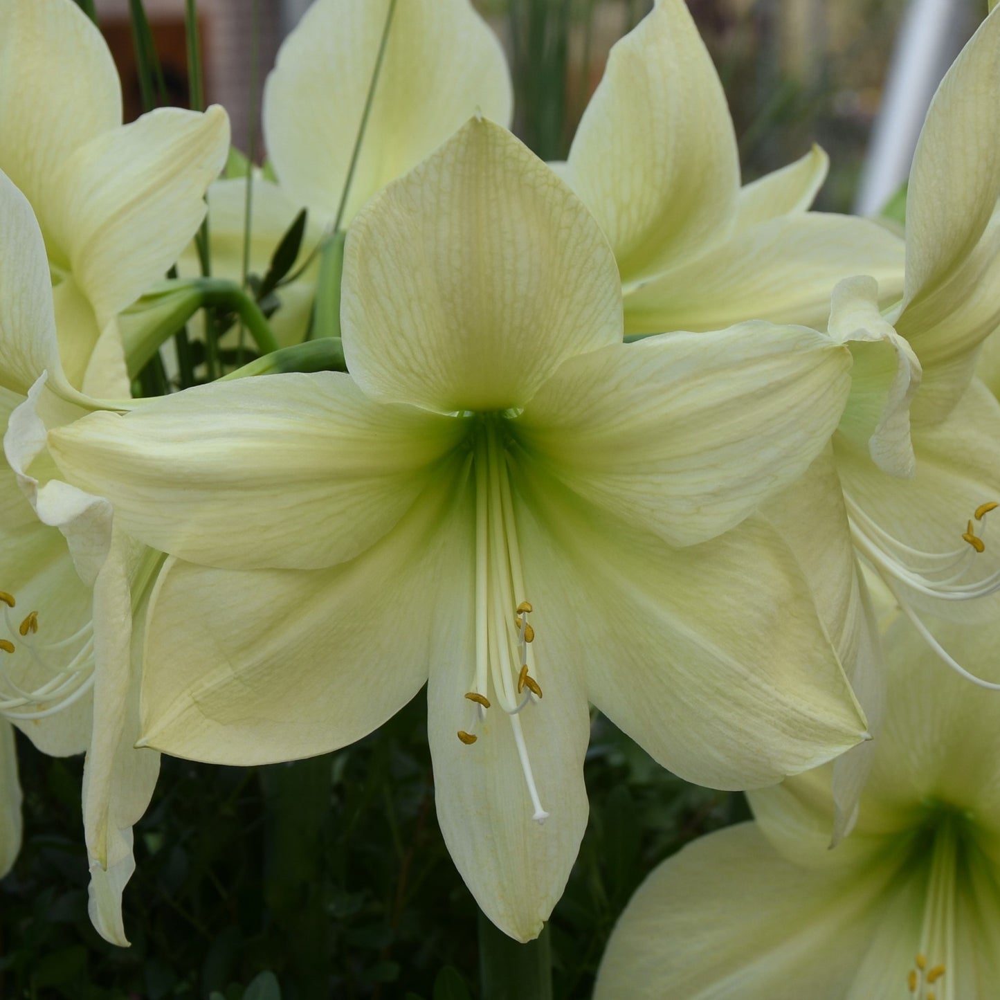 Hippeastrum Lemon Star