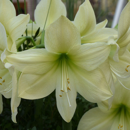 Hippeastrum Lemon Star