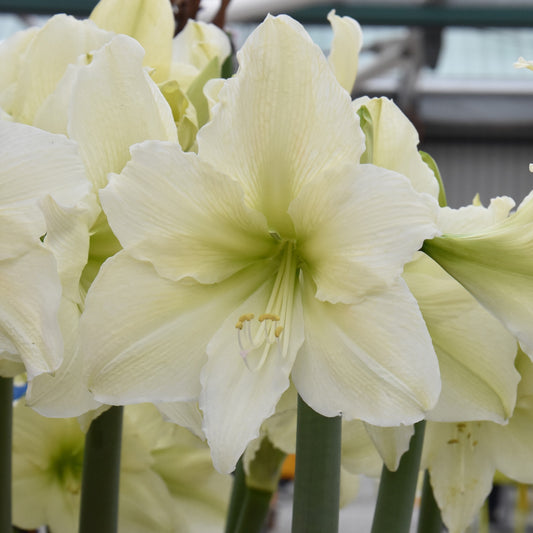 Hippeastrum Luna