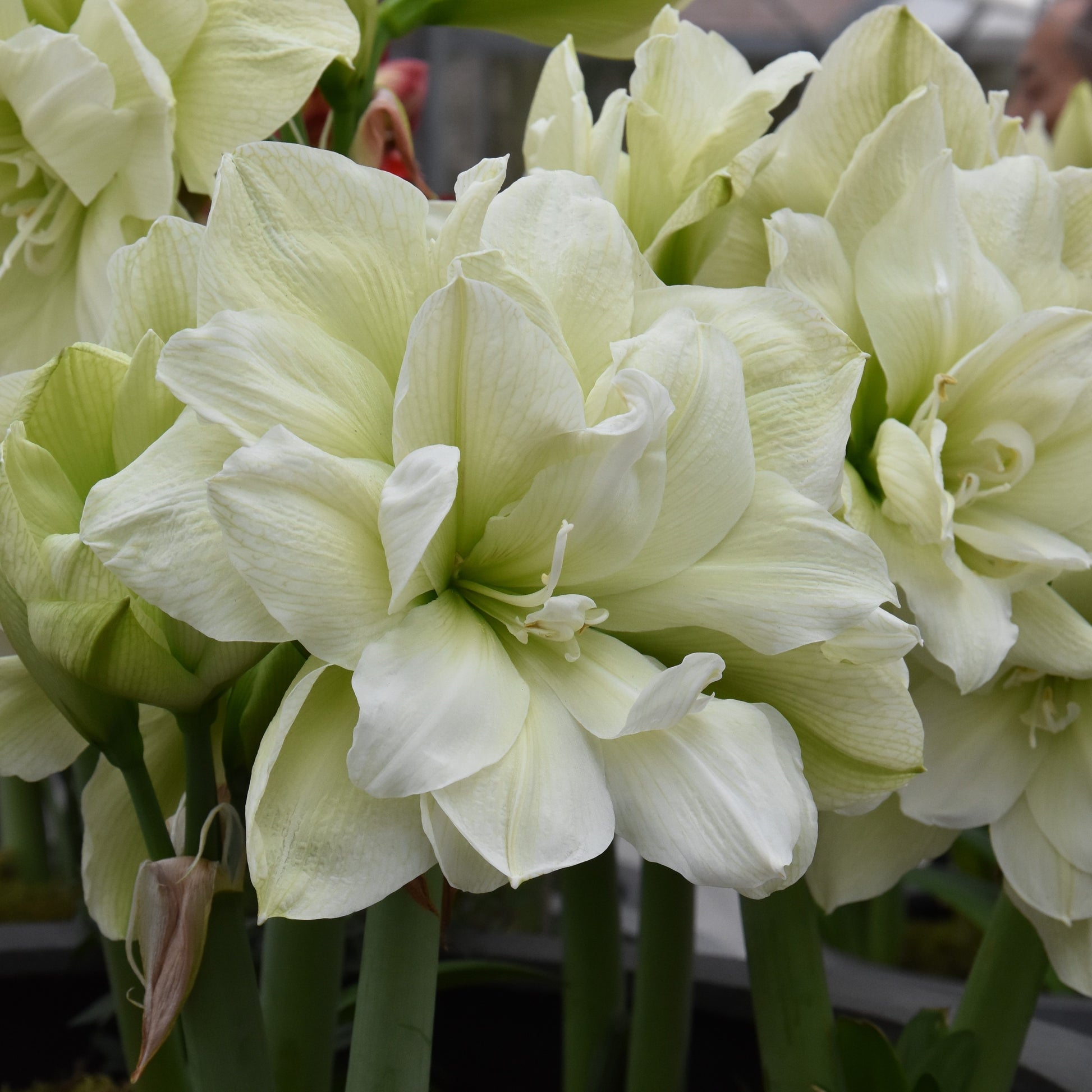 Hippeastrum Marilyn
