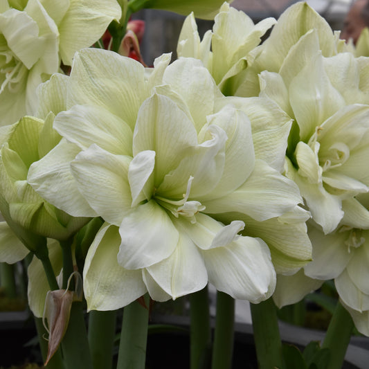 Hippeastrum Marilyn