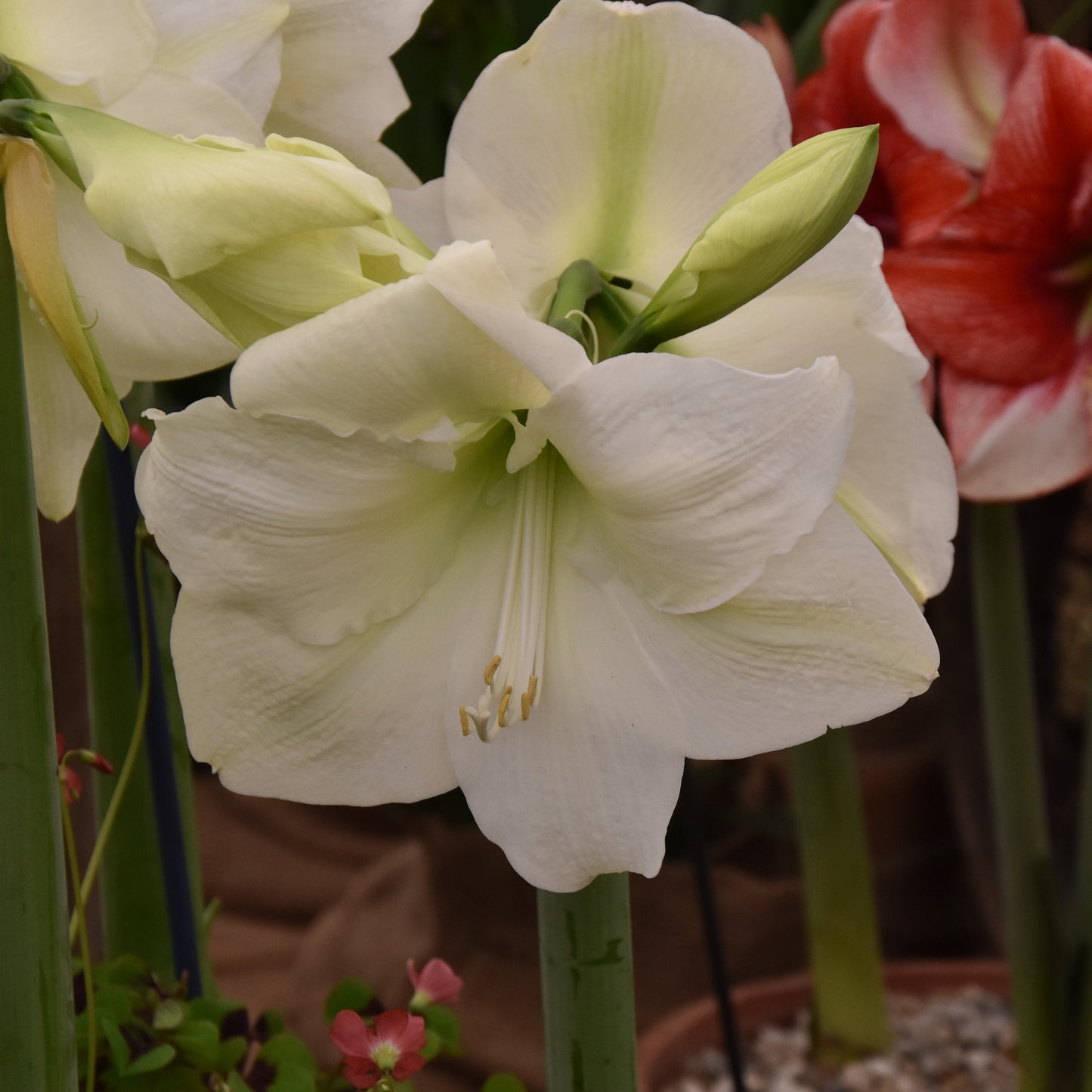 Hippeastrum Mont Blanc